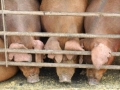 中 인간 전염되는 ‘신종 돼지독감’ 바이러스 발견