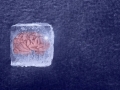 ‘삼체’ 현실화? 中 연구진 18개월 된 ‘냉동 뇌’ 살려냈다